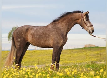 Spanisches Sportpferd, Hengst, 4 Jahre, 160 cm, Schimmel