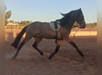 Spanisches Sportpferd, Hengst, 4 Jahre, 163 cm, Falbe