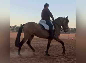 Spanisches Sportpferd, Hengst, 4 Jahre, 163 cm, Falbe