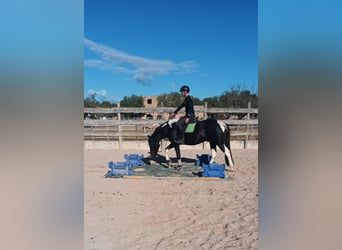 Spanisches Sportpferd, Hengst, 4 Jahre, 163 cm, Schecke