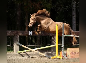Spanisches Sportpferd, Hengst, 4 Jahre, 165 cm, Pearl