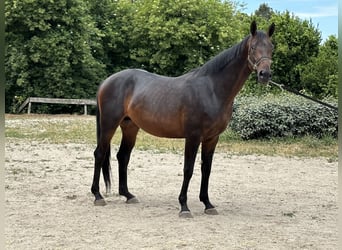 Spanisches Sportpferd, Hengst, 4 Jahre, 168 cm, Brauner