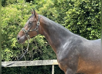 Spanisches Sportpferd, Hengst, 4 Jahre, 168 cm, Brauner