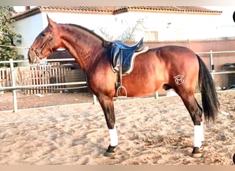 Spanisches Sportpferd, Hengst, 4 Jahre, 172 cm, Brauner