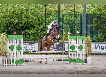 Spanisches Sportpferd, Hengst, 4 Jahre, 172 cm, Brauner