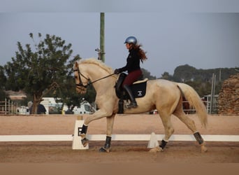 Spanisches Sportpferd, Hengst, 4 Jahre, 175 cm