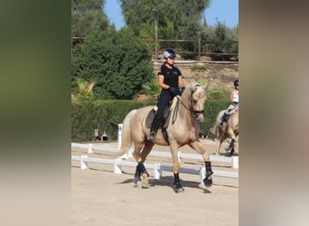 Spanisches Sportpferd, Hengst, 4 Jahre, 175 cm