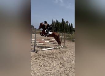 Spanisches Sportpferd, Hengst, 5 Jahre, 145 cm, Fuchs