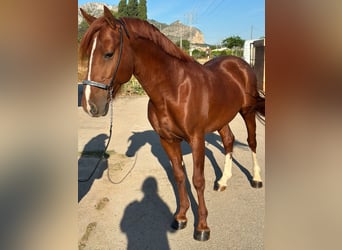 Spanisches Sportpferd, Hengst, 5 Jahre, 145 cm, Fuchs