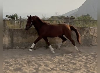 Spanisches Sportpferd, Hengst, 5 Jahre, 145 cm, Fuchs