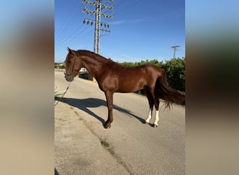Spanisches Sportpferd, Hengst, 5 Jahre, 145 cm, Fuchs