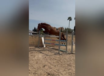 Spanisches Sportpferd, Hengst, 5 Jahre, 145 cm, Fuchs