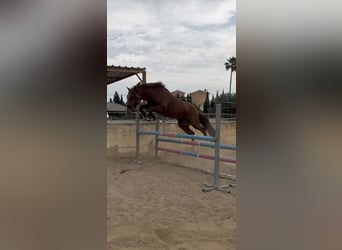 Spanisches Sportpferd, Hengst, 5 Jahre, 145 cm, Fuchs