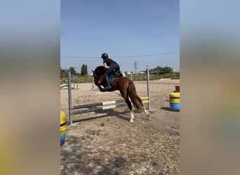 Spanisches Sportpferd, Hengst, 5 Jahre, 145 cm, Fuchs