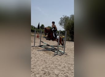 Spanisches Sportpferd, Hengst, 5 Jahre, 145 cm, Fuchs