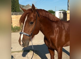 Spanisches Sportpferd, Hengst, 5 Jahre, 145 cm, Fuchs