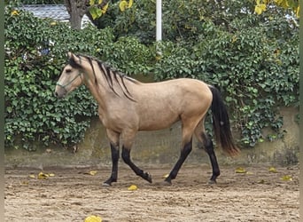 Spanisches Sportpferd, Hengst, 5 Jahre, 156 cm
