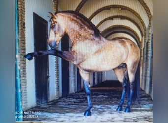 Spanisches Sportpferd, Hengst, 5 Jahre, 159 cm, Falbe
