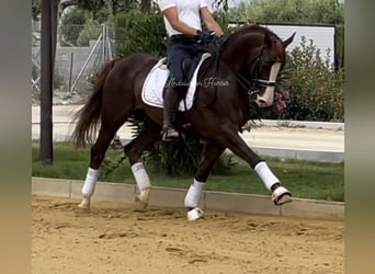 Spanisches Sportpferd, Hengst, 5 Jahre, 163 cm, Dunkelfuchs