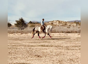 Spanisches Sportpferd, Hengst, 5 Jahre, 164 cm, Schimmel