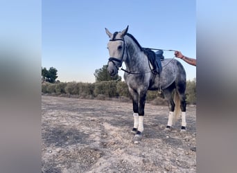 Spanisches Sportpferd, Hengst, 5 Jahre, 164 cm, Schimmel