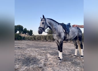 Spanisches Sportpferd, Hengst, 5 Jahre, 164 cm, Schimmel