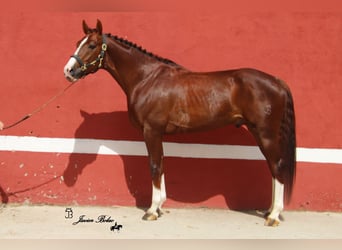Spanisches Sportpferd, Hengst, 5 Jahre, 165 cm, Rotfuchs