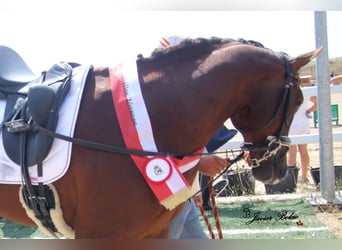 Spanisches Sportpferd, Hengst, 5 Jahre, 165 cm, Rotfuchs