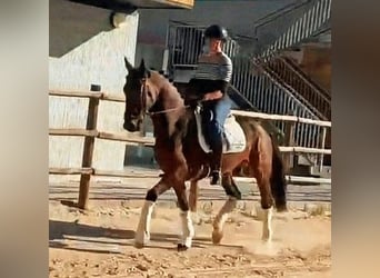 Spanisches Sportpferd, Hengst, 5 Jahre, 166 cm, Dunkelbrauner
