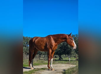 Spanisches Sportpferd, Hengst, 5 Jahre, 166 cm, Fuchs