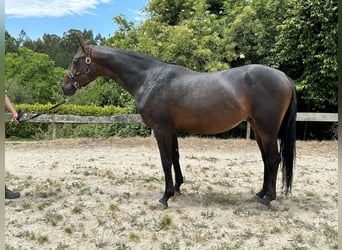 Spanisches Sportpferd, Hengst, 5 Jahre, 168 cm, Brauner
