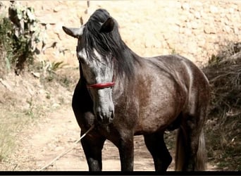 Spanisches Sportpferd, Hengst, 5 Jahre, 168 cm, Schimmel