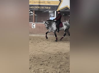 Spanisches Sportpferd, Hengst, 5 Jahre, 170 cm, Apfelschimmel