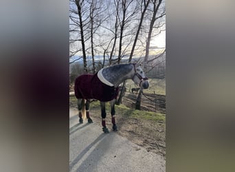 Spanisches Sportpferd, Hengst, 5 Jahre, 170 cm, Apfelschimmel