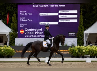 Spanisches Sportpferd, Hengst, 5 Jahre, 174 cm, Dunkelbrauner