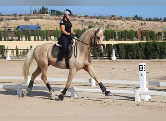 Spanisches Sportpferd, Hengst, 5 Jahre, 175 cm