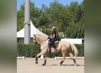 Spanisches Sportpferd, Hengst, 5 Jahre, 175 cm