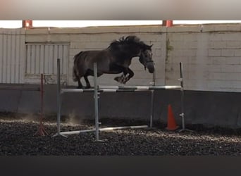 Spanisches Sportpferd, Hengst, 5 Jahre, Schimmel