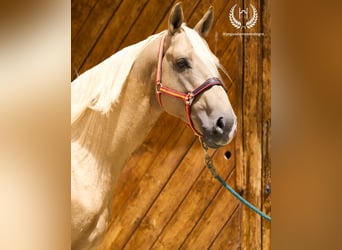 Spanisches Sportpferd, Hengst, 6 Jahre, 163 cm, Palomino