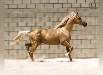 Spanisches Sportpferd, Hengst, 6 Jahre, 163 cm, Palomino