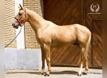 Spanisches Sportpferd, Hengst, 6 Jahre, 163 cm, Palomino