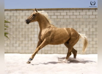 Spanisches Sportpferd, Hengst, 6 Jahre, 163 cm, Palomino