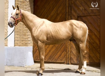 Spanisches Sportpferd, Hengst, 6 Jahre, 163 cm, Palomino