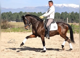 Spanisches Sportpferd, Hengst, 6 Jahre, 165 cm, Brauner