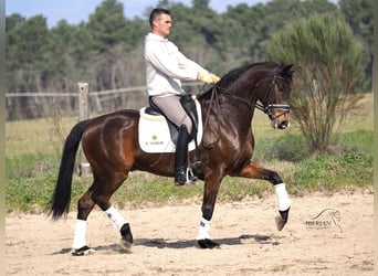 Spanisches Sportpferd, Hengst, 6 Jahre, 165 cm, Brauner