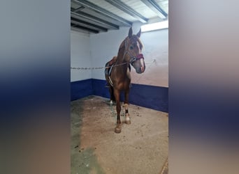 Spanisches Sportpferd, Hengst, 6 Jahre, 167 cm, Fuchs