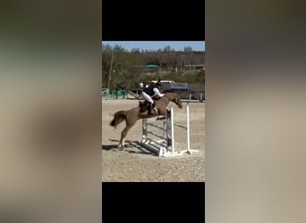 Spanisches Sportpferd, Hengst, 6 Jahre, 167 cm, Fuchs