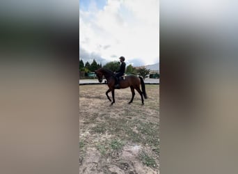 Spanisches Sportpferd, Hengst, 6 Jahre, 168 cm, Brauner