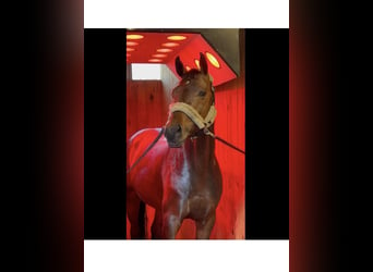 Spanisches Sportpferd, Hengst, 6 Jahre, 168 cm, Brauner