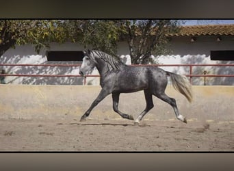 Spanisches Sportpferd, Hengst, 6 Jahre, 171 cm, Schimmel